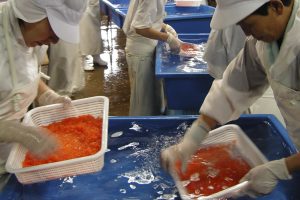いくら作り_オホーツク活魚
