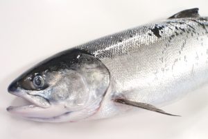 めじか鮭_北隆丸_オホーツク活魚