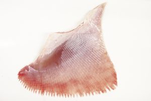 真かすべヒレ_北隆丸_オホーツク活魚