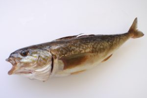 ほっけ_北隆丸_オホーツク活魚