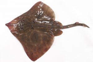 真かすべ_北隆丸_オホーツク活魚