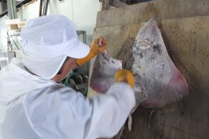 真かすべをさばく（下処理）_北隆丸_オホーツク活魚