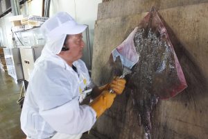 真かすべをさばく（下処理）_北隆丸_オホーツク活魚