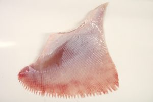 真かすべのヒレ_北隆丸_オホーツク活魚