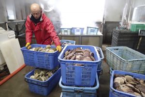 ハーフボイル帆立製造_北隆丸_オホーツク活魚