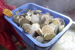 ハーフボイル帆立製造_オホーツク活魚