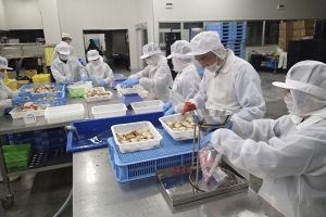ハーフボイル帆立製造_オホーツク活魚