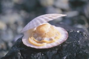 北海道猿払村産ホタテ貝_オホーツク活魚