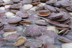 北海道猿払村産ホタテ貝_オホーツク活魚