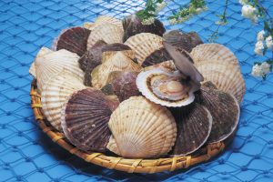 北海道猿払村産ホタテ貝_オホーツク活魚