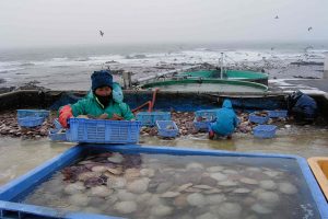 北海道猿払村産ホタテ貝の選別作業_オホーツク活魚