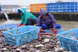 北海道猿払村産ホタテ貝_オホーツク活魚