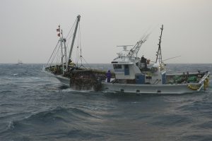 猿払村ホタテ漁_オホーツク活魚