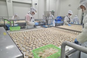 北海道猿払村産ホタテ玉冷の製造_オホーツク活魚