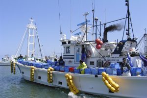 猿払村ホタテ漁_帆立稚貝放流_オホーツク活魚
