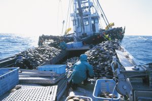 猿払村ホタテ漁_オホーツク活魚