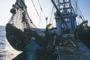 猿払村ホタテ漁_オホーツク活魚