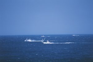 猿払村ホタテ漁_オホーツク活魚