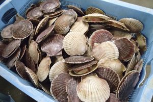 ハーフボイル帆立_北隆丸_オホーツク活魚