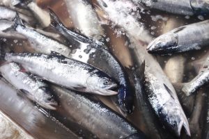 北隆丸_めじか鮭定置網水揚げ_オホーツク活魚
