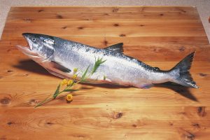 めじか鮭_北隆丸_オホーツク活魚