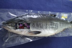 船上活〆めじか鮭『隆神』_北隆丸_オホーツク活魚