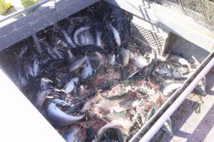 水揚げ_北隆丸_オホーツク活魚