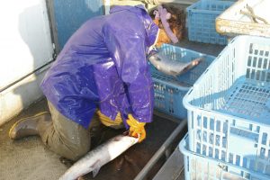 船上活〆めじか鮭『隆神』_北隆丸_オホーツク活魚