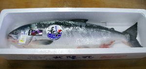 船上活〆めじか鮭『隆神』_北隆丸_オホーツク活魚