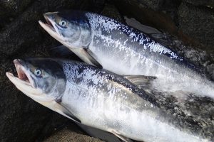 船上活〆めじか鮭『隆神』_北隆丸_オホーツク活魚