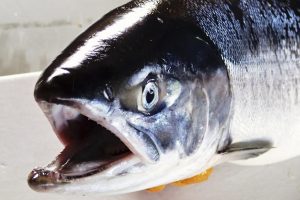 船上活〆めじか鮭『隆神』_北隆丸_オホーツク活魚