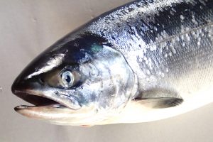 船上活〆めじか鮭『隆神』_北隆丸_オホーツク活魚