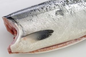 船上活〆めじか鮭『隆神』_北隆丸_オホーツク活魚