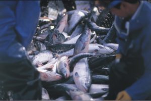 北隆丸_オホーツク活魚