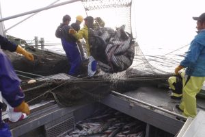 北隆丸_オホーツク活魚