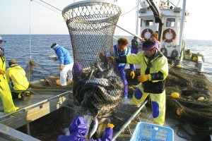 北隆丸_定置網水揚げ_オホーツク活魚