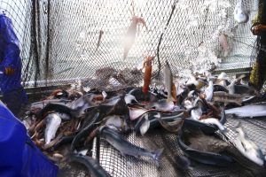 北隆丸_定置網水揚げ_オホーツク活魚
