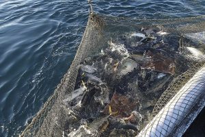 北隆丸_定置網水揚げ_オホーツク活魚