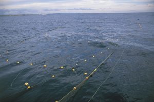 北隆丸_定置網_オホーツク活魚