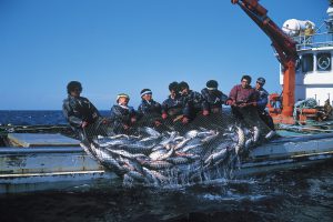 北隆丸_定置網水揚げ_オホーツク活魚