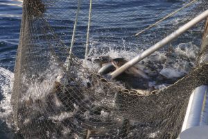 北隆丸_定置網水揚げ_オホーツク活魚