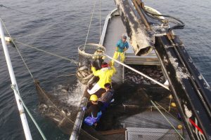 北隆丸_定置網水揚げ_オホーツク活魚