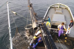 北隆丸_定置網水揚げ_オホーツク活魚