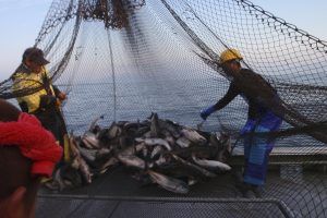 北隆丸_定置網水揚げ_オホーツク活魚