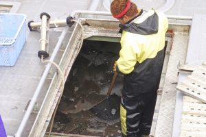 北隆丸_定置網水揚げ_オホーツク活魚