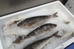 パーシャル窒素氷詰めして魚介を納入_北隆丸_オホーツク活魚