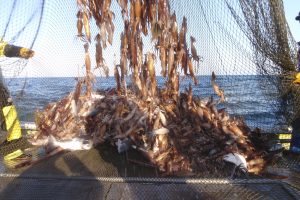 水揚げ_北隆丸_オホーツク活魚