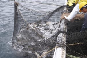 水揚げ_北隆丸_オホーツク活魚