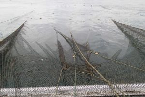 定置網_北隆丸_オホーツク活魚