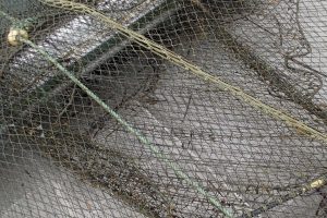 定置網_北隆丸_オホーツク活魚